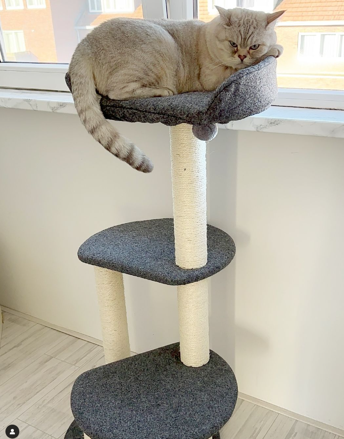 Tommy Krabpaal katten - 3 niveaus en pluche bed