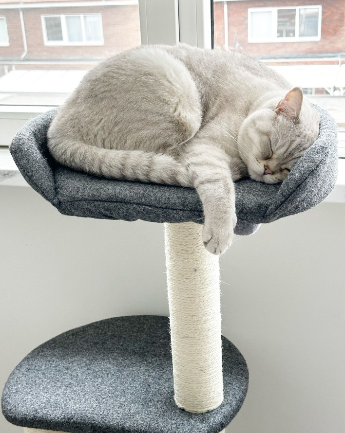 Tommy Krabpaal katten - 3 niveaus en pluche bed