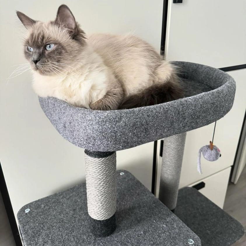 Luxe Krabpaal ROCKY – Modern Kattenmeubel met Huisje